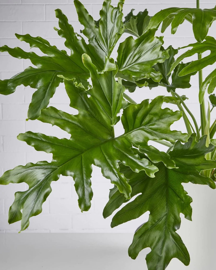 Philodendron Hope Sydney's Plant Market