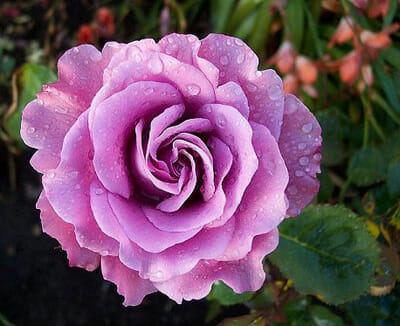 Rose Angel Face 2ft Std 200mm Sydney's Plant Market