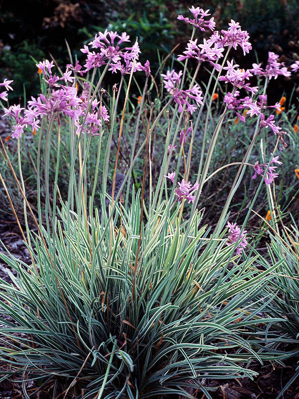 Tulbaghia variegated - society garlic Sydney's Plant Market