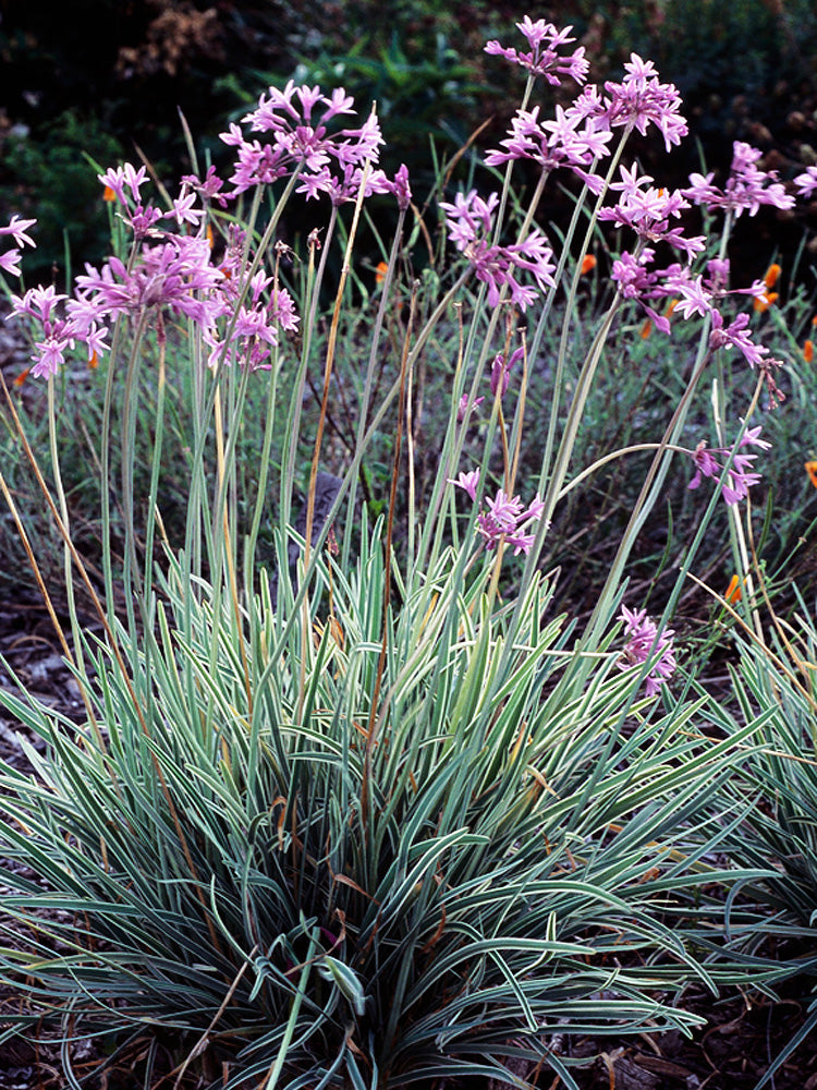 Tulbaghia variegated - society garlic Sydney's Plant Market