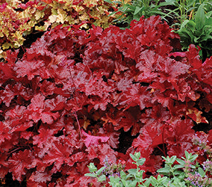 Heuchera Forever Red 140mm