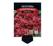 Load image into Gallery viewer, Heuchera Forever Red 140mm
