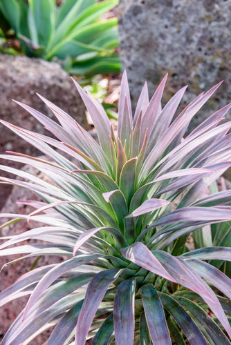 Yucca desmetiana Sydney's Plant Market