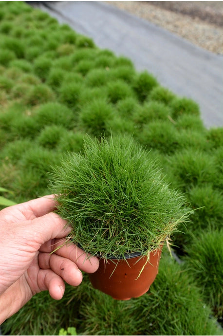ZOYSIA TENUIFOLIA Sydney's Plant Market