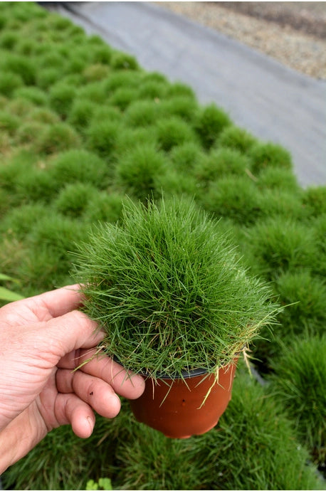 Zoysia Tenuifolia - No mow grass