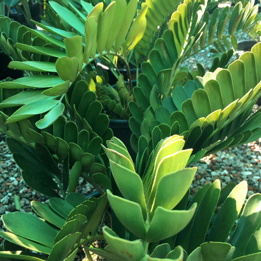ZAMIA FURFURACEA - CARDBOARD PALM Sydney's Plant Market