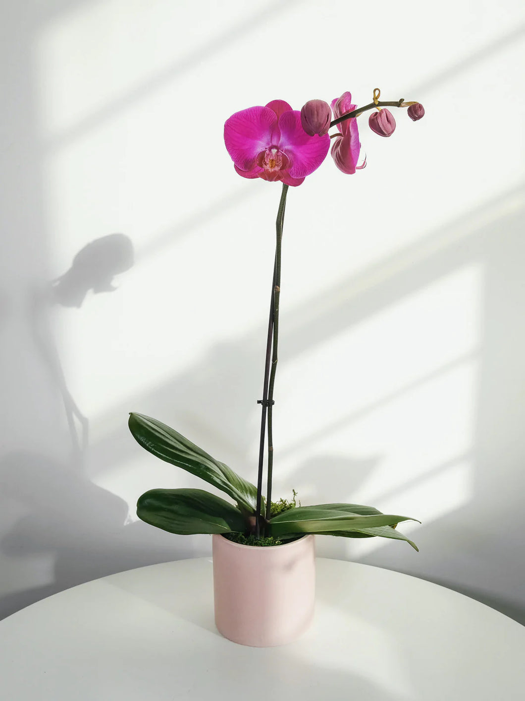 Phalaenopsis Orchid - Assorted Colours