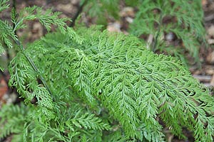 Asplenium Bulbiferum & Chicken Fern 140mm Sydney's Plant Market