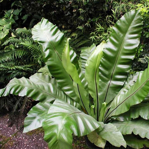 Asplenium Nidus Crested 140mm Sydney's Plant Market