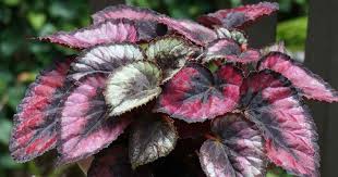 Begonia Rex - Purple Haze speckled leaves Sydney's Plant Market