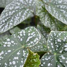 Begonia Snow Cap - Silver Spotted Foliage