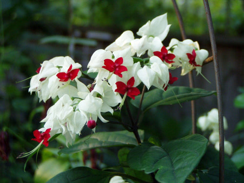 Clerodendrum Bleeding Heart Sydney's Plant Market