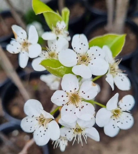 Pyrus ‘Bradford’ Ornamental Pear Sydney's Plant Market