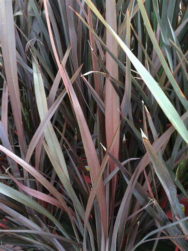 Phormium Bronze Warrior - NZ Flax Sydney's Plant Market