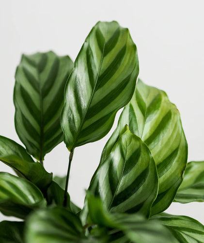 Calathea Freddie Sydney's Plant Market