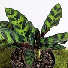 calathea insignis - rattlesnake plant Sydney's Plant Market