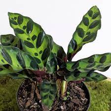 calathea insignis - rattlesnake plant