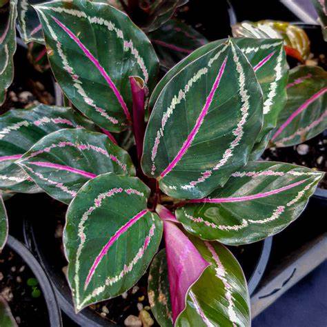 Calathea Jungle Rose Sydney's Plant Market