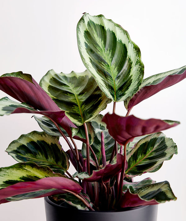 Calathea Medallion Sydney's Plant Market