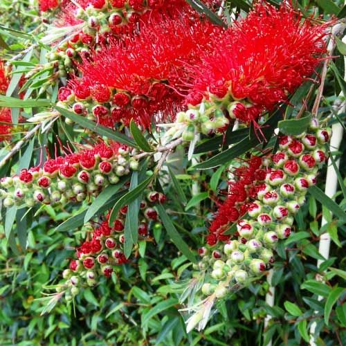 Callistemon Wildfire Sydney's Plant Market