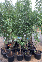 Pyrus Calleryana Capital Ornamental Pear - Sydney's Plant Market