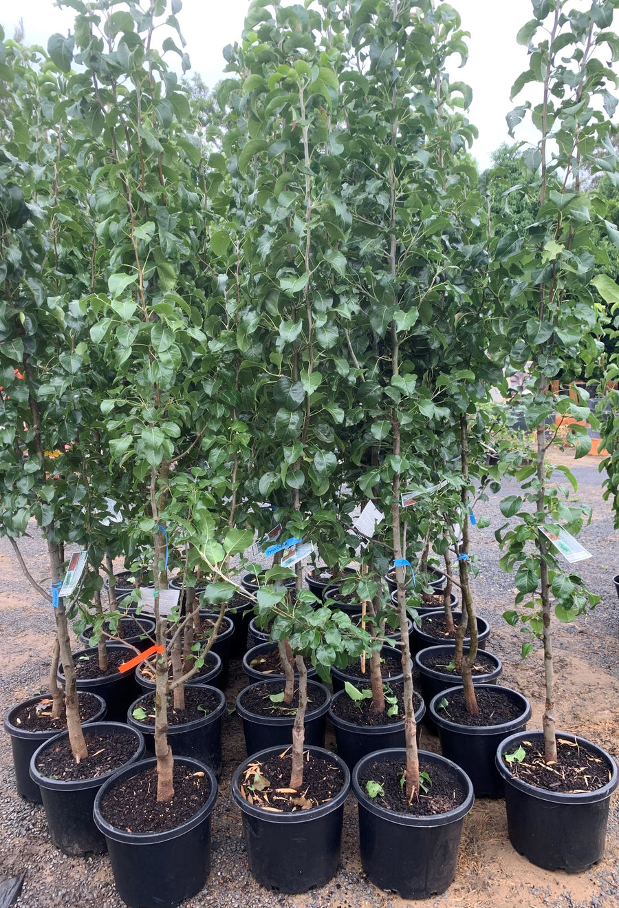 Pyrus Calleryana Capital Ornamental Pear - Sydney's Plant Market