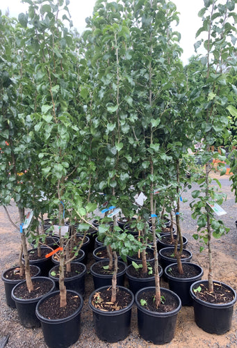 Pyrus Calleryana Capital Ornamental Pear - Sydney's Plant Market