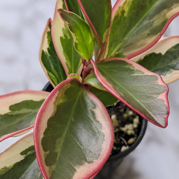 Peperomia Clusiifolia - Jelly variegated pink edge Sydney's Plant Market