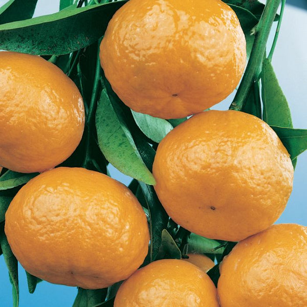 CITRUS MANDARIN EMPEROR Sydney's Plant Market