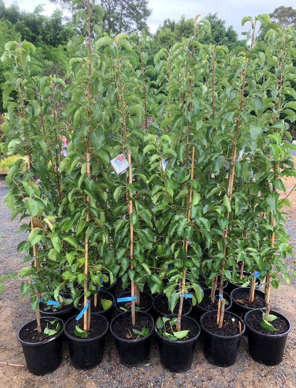 Pyrus Calleryana - Cleveland Select Ornamental Pear - Sydney's Plant Market