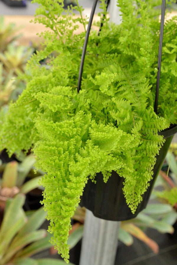 Nephrolepsis Boston Fern 'Cotton Candy' Sydney's Plant Market