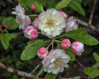 Ioensis Plena Crab Apple Tree Sydney's Plant Market