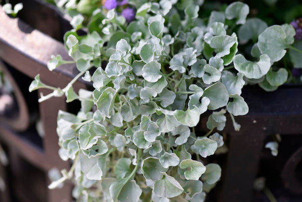 DICHONDRA 'SILVER FALLS' - Sydney's Plant Market