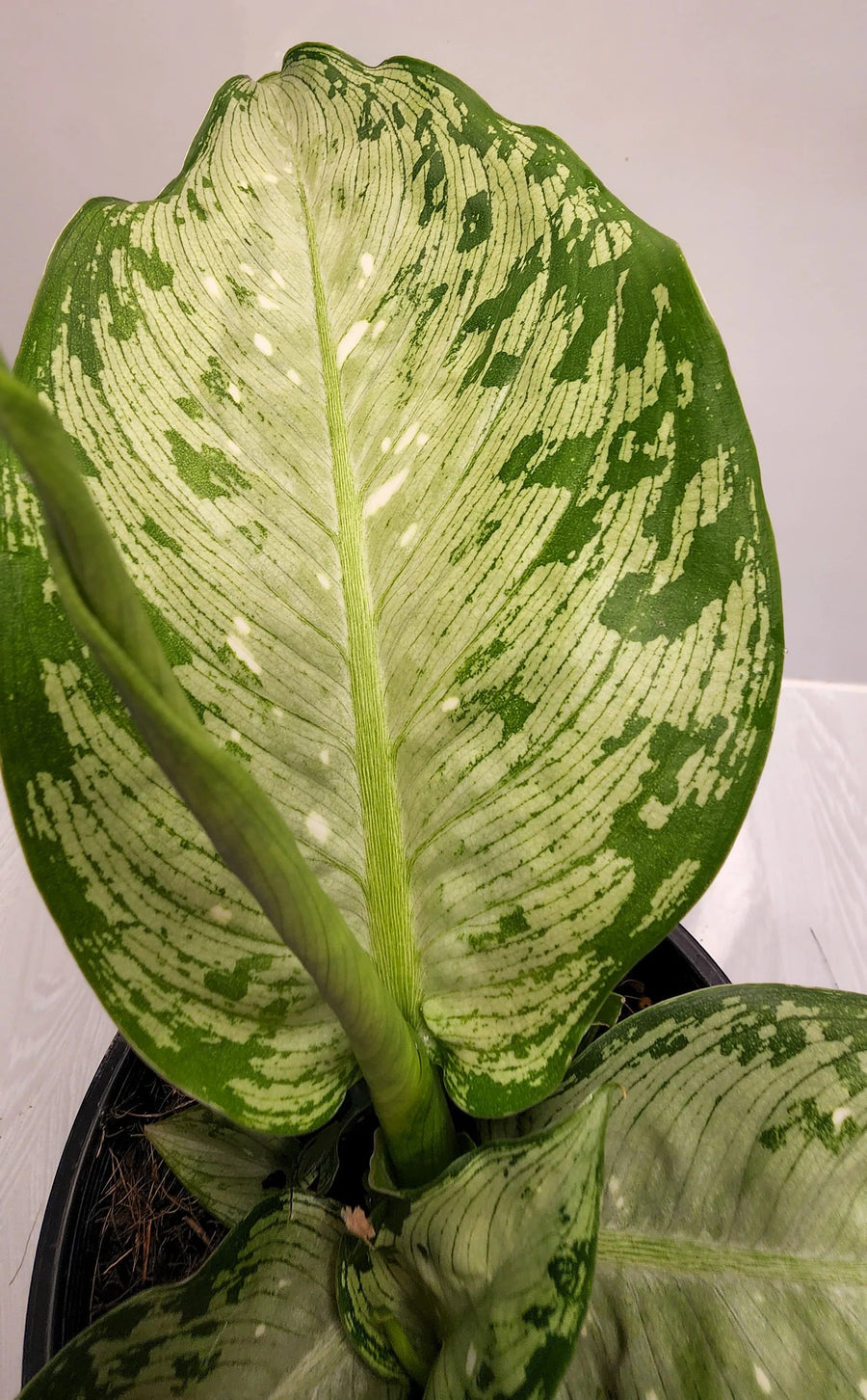 Dieffenbachia Memoria Corsii Sydney's Plant Market