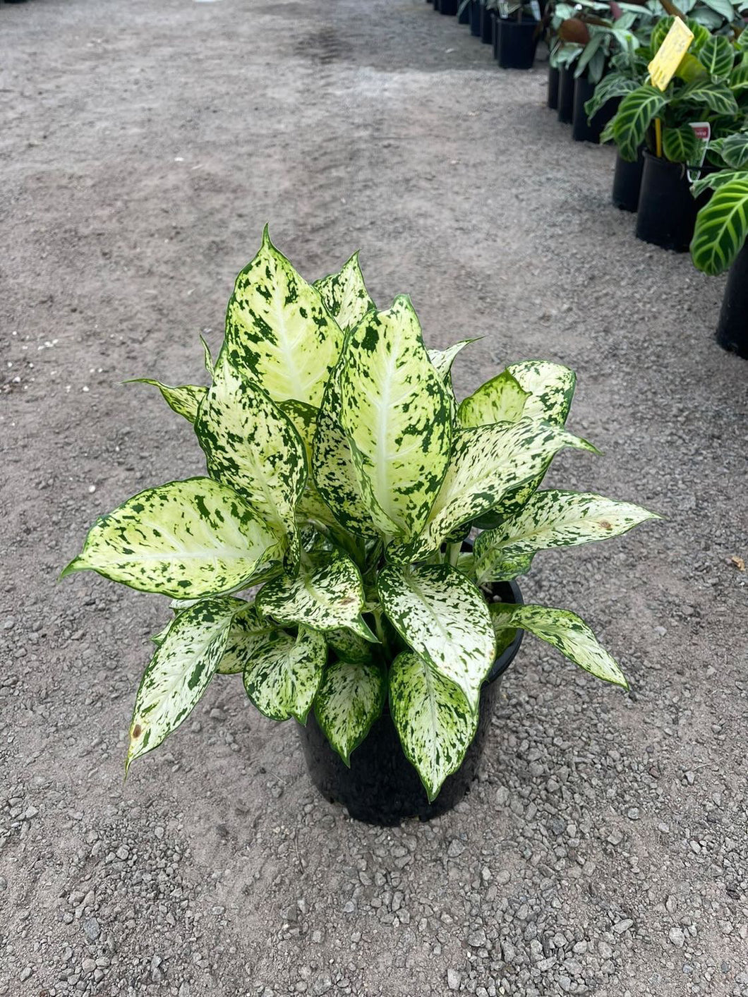 Dieffenbachia Amy