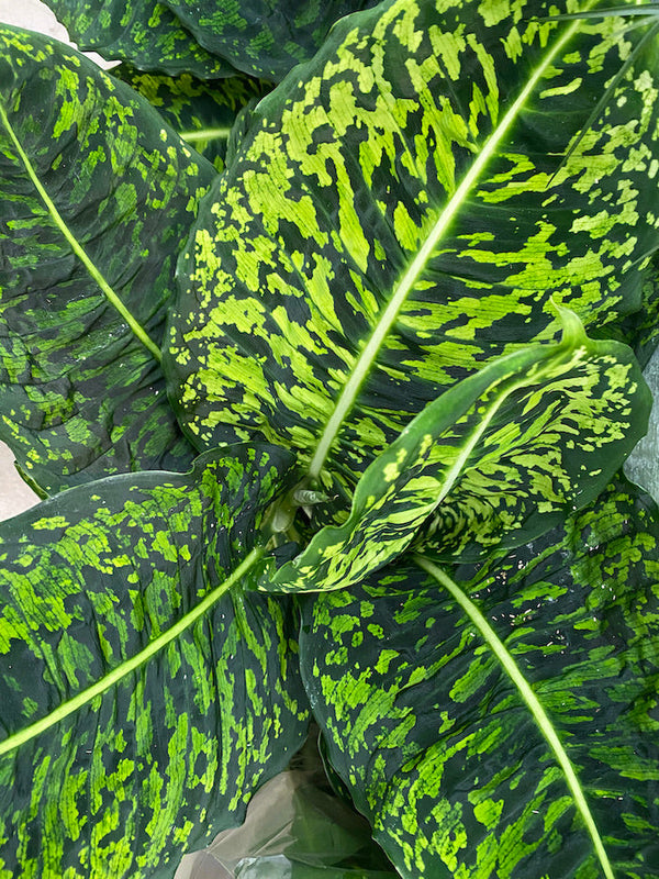 Dieffenbachia Reflector Sydney's Plant Market