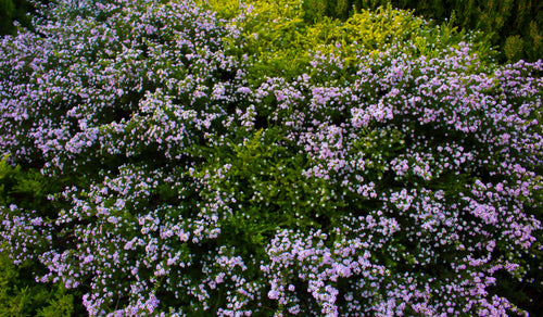 Coleonema Compactum Brilliant Pink - Pink Diosma - Sydney's Plant Market