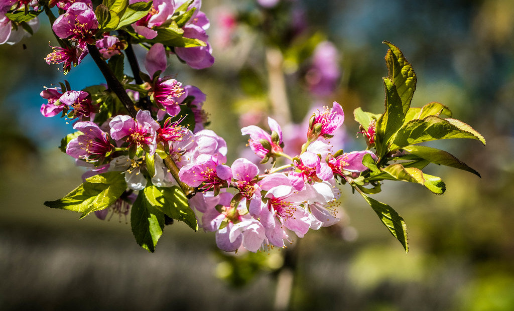 Flowering Plum - Prunus Elvins
