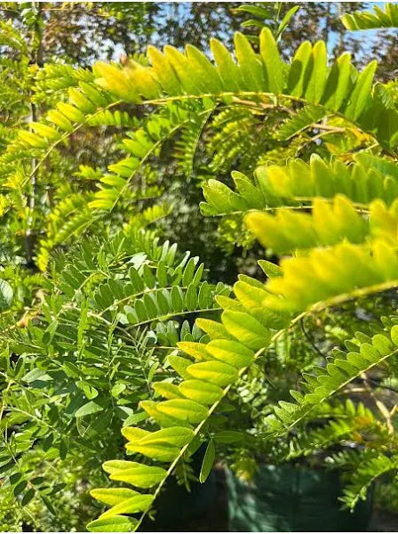 Gleditsia Triacanthos Sunburst Sydney's Plant Market