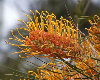 Grevillea Hybrid Honey Gem Sydney's Plant Market