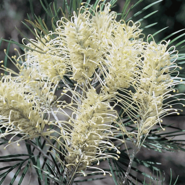 Grevillea Hybrid Moonlight Sydney's Plant Market