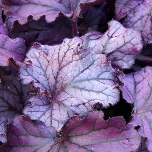 Heuchera Forever Purple 140mm Sydney's Plant Market