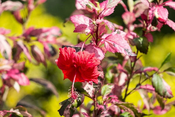 Hibiscus cooperi Rosa-Sinensis Sydney's Plant Market