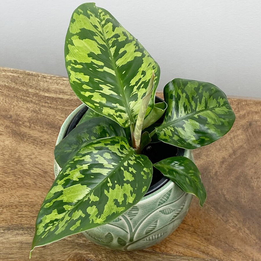Homalomena Wallissii Camouflage Sydney's Plant Market