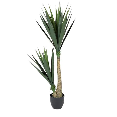 SISAL TREE 130CM IN BLK POT Sydney's Plant Market