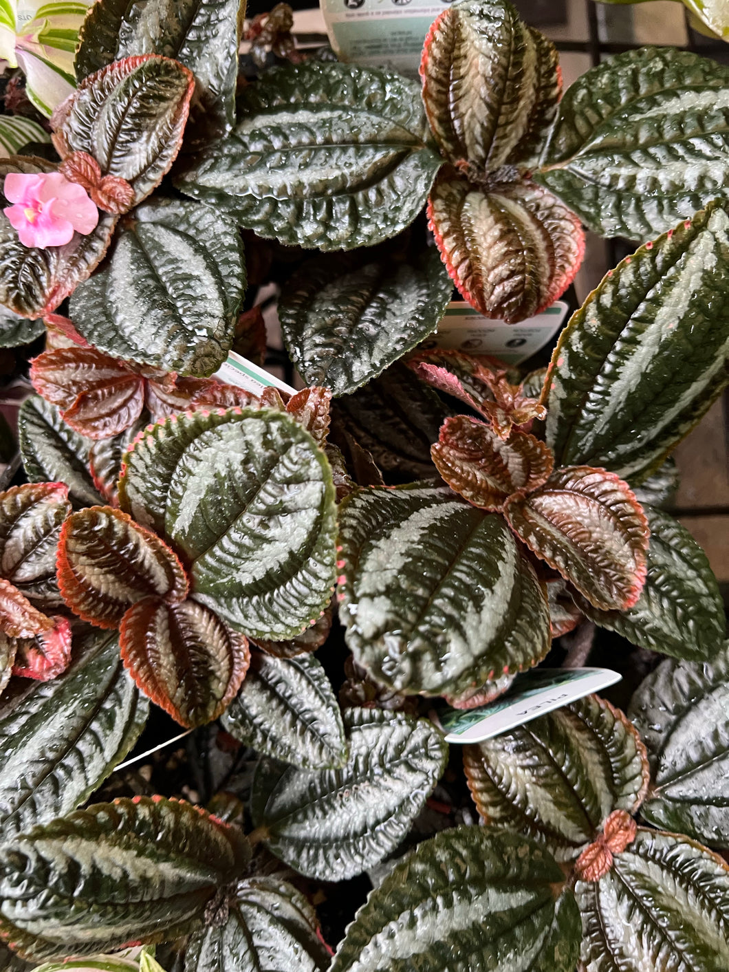 Pilea Involucrata Norfolk - dark foliage with stripes