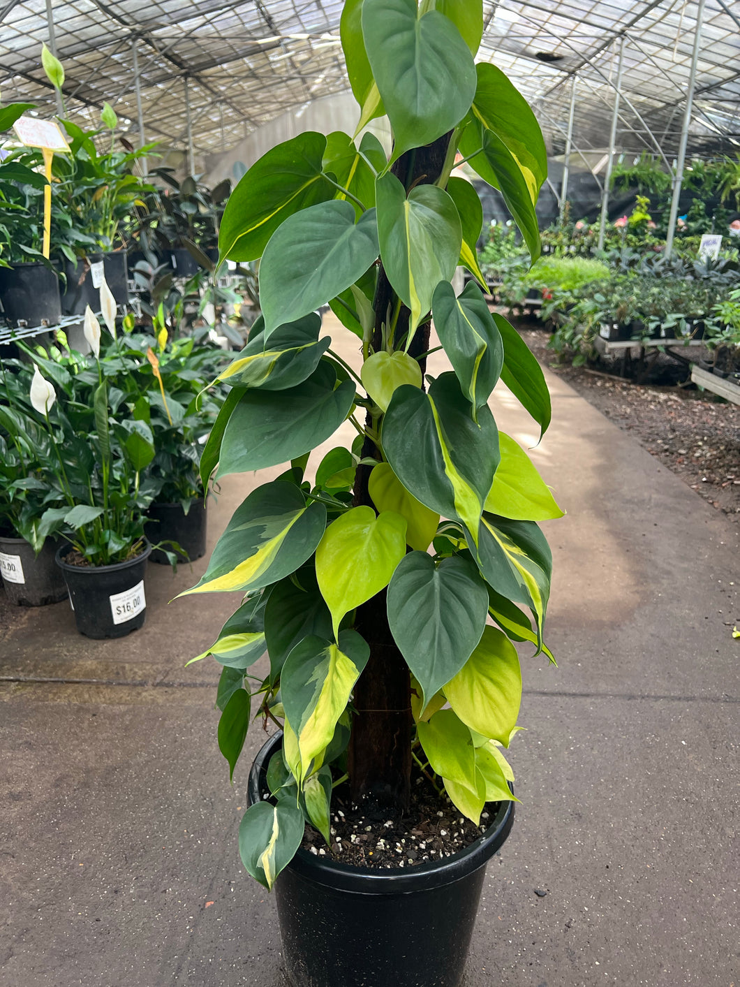 Philodendron Brazil