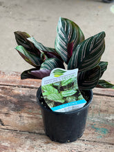 Load image into Gallery viewer, Calathea Sanderiana - Dark Leaf with light pink stripes
