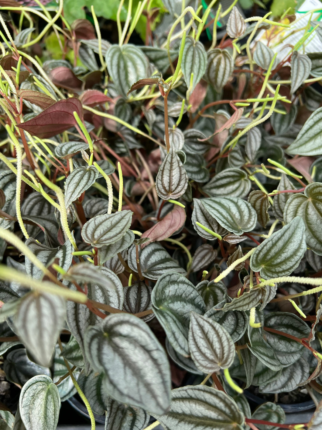 Peperomia turboensis Red Watermelon