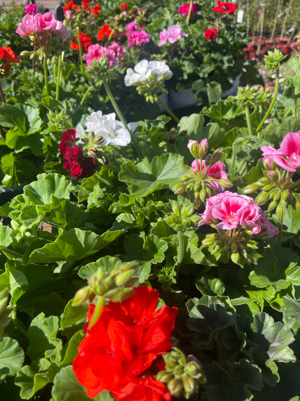 GERANIUM - Assorted colours - Sydney's Plant Market